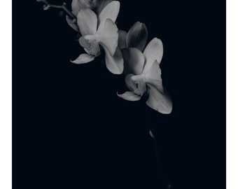 Orchidee