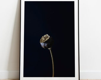 Fine Art Photography Print. Poppy (after vermeer )