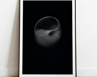 Fine Art Photography Print. Snail Shell No 2