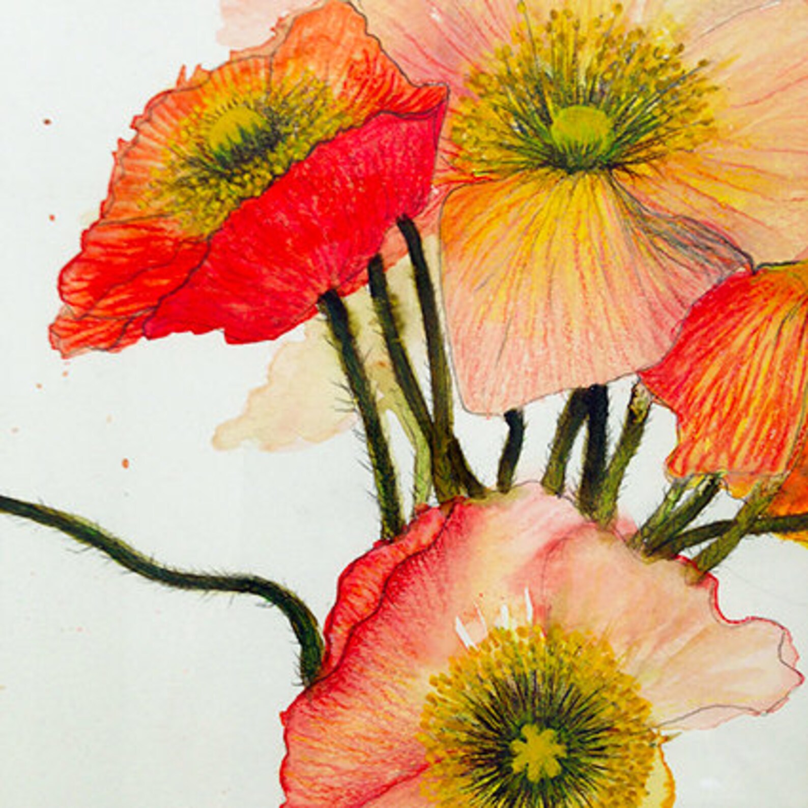 Poppies Watercolour Pencil Art Print available in 5 Etsy