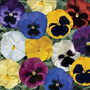 Può includere: Un vivace assortimento di fiori di viola del pensiero in vari colori, tra cui viola, giallo, blu, bianco e rosso. Ogni fiore ha un centro scuro, creando un contrasto sorprendente. I fiori sono disposti vicini.