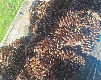 Medium-Large Natural Pinecones 4"-6"