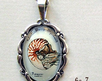 Nautilus necklace