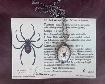 Black widow pendant - natural history illustrated jewelry