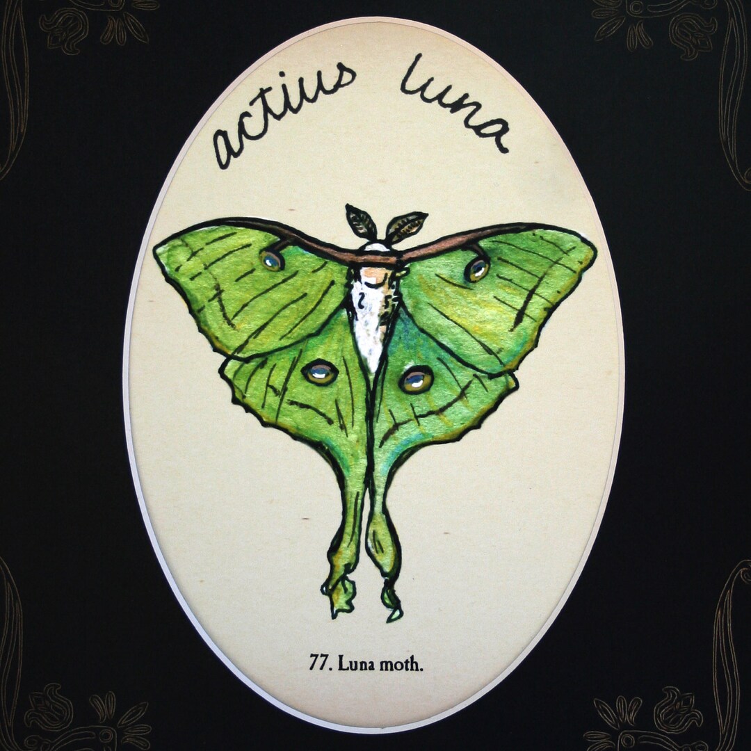 8x10 Luna Moth Print With Custom Mat - Etsy