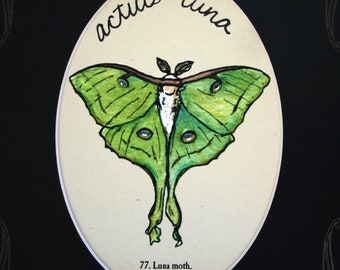 8x10 luna moth print with custom mat