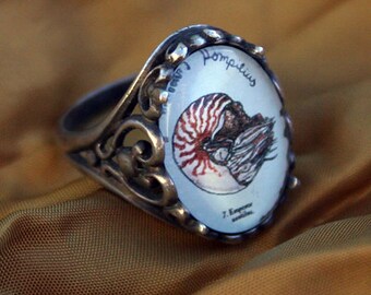 Nautilus ring - natural history illustrated jewelry