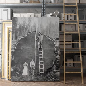 Logging Family With Cut Down 1300 Year Old Tree, 1892 | Canvas Wall Art | Iconic Posters Prints Paintings Photos Home Decor