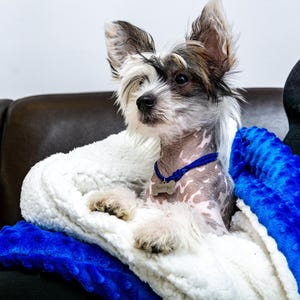 Dog Snuggle Sack, Wrap Cave, Snuggly bedding, Blanket for Dogs Cats, Dog Cave Bed, Warm Covered  Bed, Dog Burrow Bed, Dog Den Bed