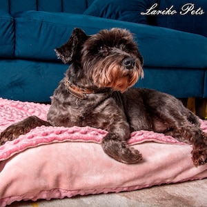 May include: A black miniature schnauzer dog laying on a pink and white patterned dog bed. The dog is looking to the right of the frame.