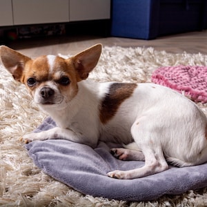 Op de afbeelding: Een kleine, witte en bruine chihuahua ligt op een grijs, pluche hondenbed. De hond kijkt recht in de camera met een serieuze uitdrukking.