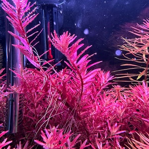 Aquarium plants
