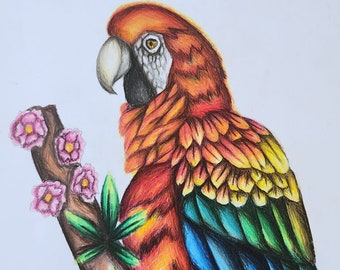 Tropical Parrot Drawing Colorful