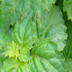 PATCHOULI - 1lb Fragrance Oil Candle Scent