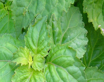 PATCHOULI - 1lb Fragrance Oil Candle Scent