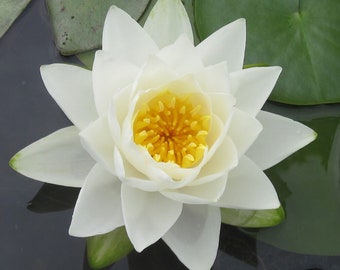 WATERLILY - 1lb Fragrance Oil Candle Scent