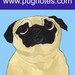 pugnotes