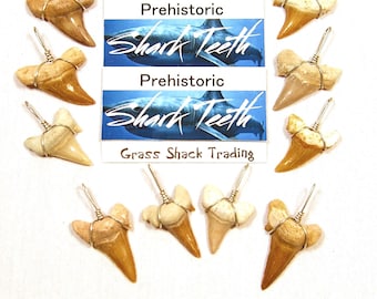 100 X-LG Wire Wrapped Sharks Teeth Wired Fossil Shark Tooth DYI Jewelry Pendant Size Length Minimum 1-1/8 inch (29mm) and LARGER