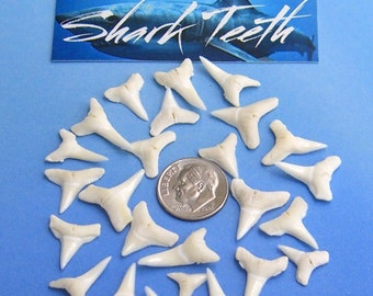 White Sharks Teeth 25, 50, 100 Pc Lots 3/8" - 11/16" 11-18mm Lower Jaw Bull White Tip Shark Tooth Craft Jewelry DIY