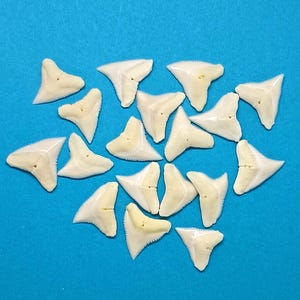 May include: A collection of off-white shark teeth, each with a triangular shape and serrated edges. The teeth are scattered on a bright blue background, showcasing their natural color and form. Ideal for collectors or educational purposes.