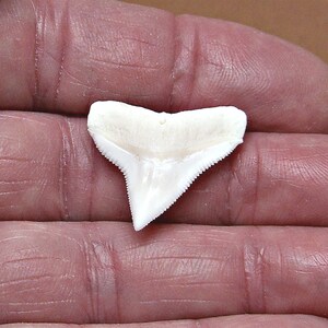 May include: A white shark tooth fossil. The tooth is triangular in shape with serrated edges. The tooth is about 2 inches long.