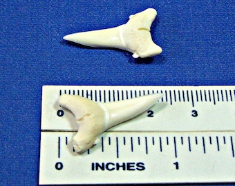 Oceanic White Tip Sharks Teeth Size Range 7/8 inch to 15/16-inch (24mm to 25mm) New White Modern Lower Jaw Shark Tooth