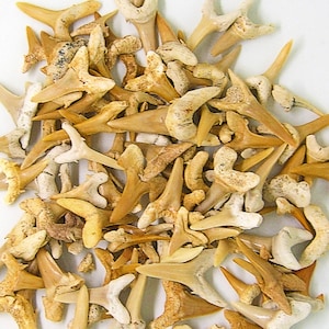 100 Extinct Sand Tiger FOSSIL SHARKS Teeth 1-1/4 inches to 1/2 inch 34-56 Million Years Old