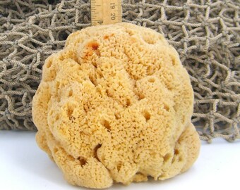Natural Sea Sponge 4.5 x 4 Inches Bath Sponge Organic Florida USA Biodegradable #1
