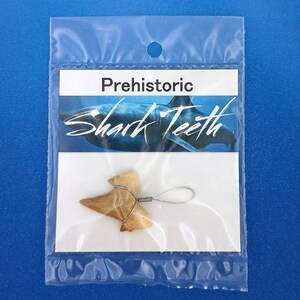 Fossil Shark Tooth Pendant Wired Large Sharks Teeth Display Pack 8465