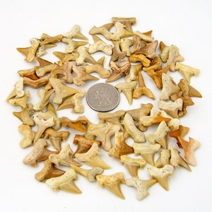 100 Extinct FOSSIL SHARKS Teeth for Jewelry Makers 1 inch to 3/4 inch 25-18mm 45-55 Million Years Old MH-102