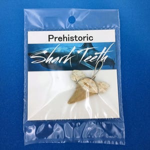 Fossil Shark Tooth Pendant Wired X Large Sharks Teeth Display Pack 8466