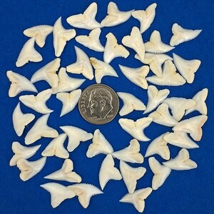 May include: A collection of off-white shark teeth arranged on a blue surface, with a U.S. dime for size comparison. The teeth vary in size and shape, with a triangular form and serrated edges. The dime shows the profile of Franklin D. Roosevelt.