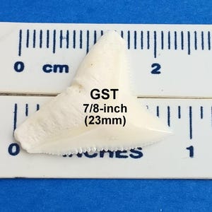 May include: A white shark tooth measuring 7/8-inch (23mm) in length. The tooth is on a white ruler with black markings. The tooth is white and has a serrated edge.