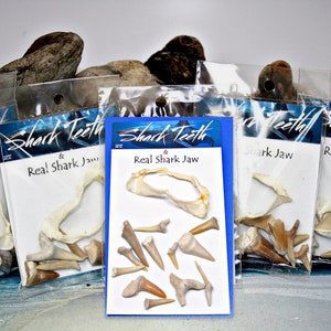 Shark Jaw and Teeth Pack Educational Fossil Sharks Teeth Real Shark Jaw 8468