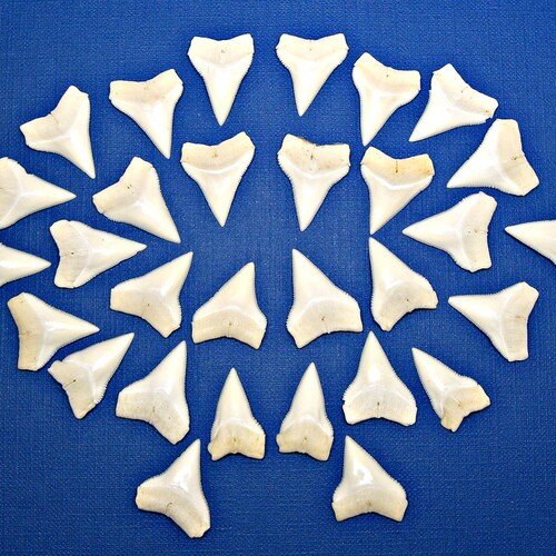 Lg WHITE TIP Sharks Teeth 12_25_50 Pc Lots of 24mm to 23mm (7/8