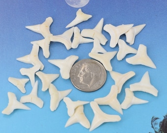 White Sharks Teeth 25 Pcs 13-15 mm Lower Shark Tooth Craft Jewelry DIY