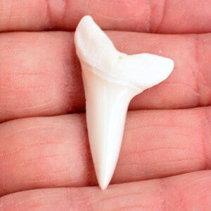 XL Shark Tooth 1-5/8 inches (41mm) Sharks Teeth Specimen
