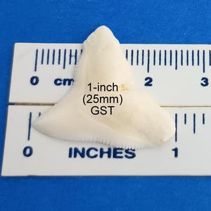 May include: A white shark tooth measuring 1 inch (25 mm) in length. The tooth is shown next to a ruler for size reference.