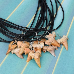 Wholesale 12 Pc Lots Of Fossil Sharks Teeth Necklaces 19-20.5 Inch Length Surfer Shark Tooth 7204-MLGA
