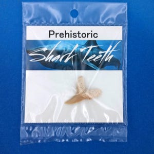 12 Packs Fossil Shark Tooth Sand Tiger Medium Size Wholesale Sharks Teeth Display Pack 8463 DZ