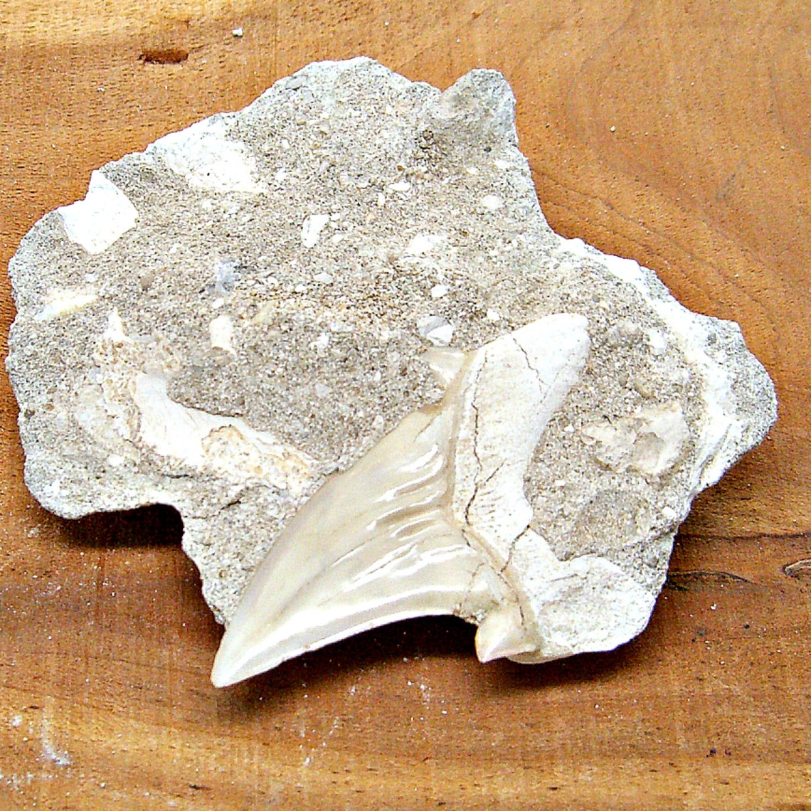 Fossil Shark Tooth in Sandstone Matrix XL Authentic Piece From a ...
