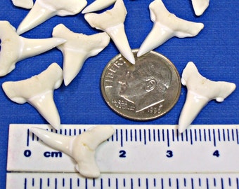 White Sharks Teeth 25, 50, 100 Pc Lots 7/16" to 3/4" (11mm to 19mm) Lower Jaw Bull and White Tip Shark Tooth for Jewelry Making or Crafts