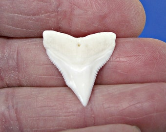 White BULL Shark Tooth 3/4 inch or 1 inch (19mm or 24mm) UPPER JAW Sharks Teeth