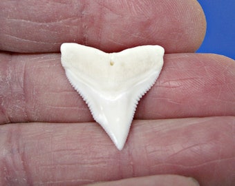 Real Sand Shark Teeth Fossils - Natural 1/4 Pound Pack For Collection & Crafts
