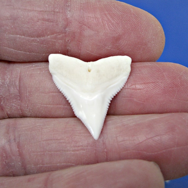 White BULL Shark Tooth 3/4 inch or 1 inch (19mm or 24mm) UPPER JAW Sharks Teeth