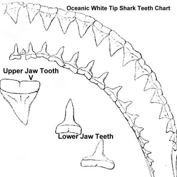 Types Of Shark Teeth Chart