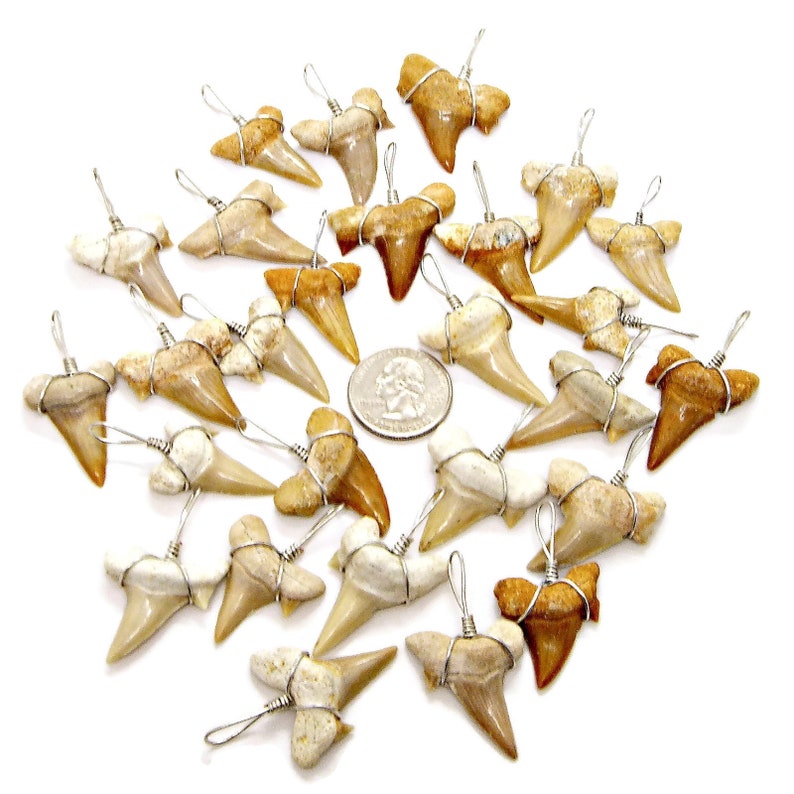 X-LARGE Fossil Shark Tooth 18 or 20 Necklace Great Sharks Teeth 8mm Coconut Bead SUP Surfer Hawaiian Beach Jewelry 7041 m xl