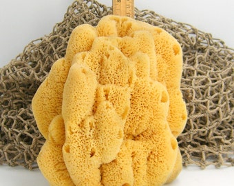 Natural Sea Sponge 7.5 Inches Bath Sponge Organic Florida USA Biodegradable #6