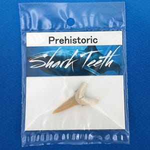 Fossil Shark Tooth Sand Tiger Large Size Sharks Teeth Display Pack 8464