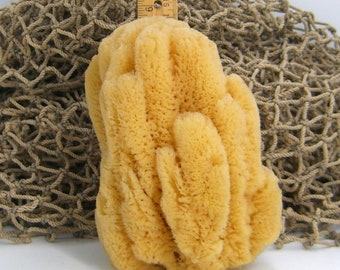 Natural Sea Sponge 5.75 x 4.5 Inches Bath Sponge Organic Florida USA Biodegradable #7
